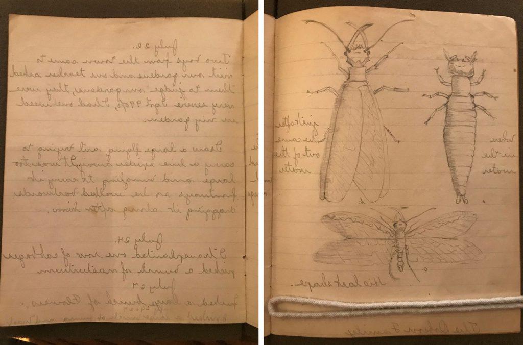 Image showing two pages of a handwritten notebook. The left side shows three large sketches of an insect at different life cycles. The right side shows handwritten, dated journal entries.